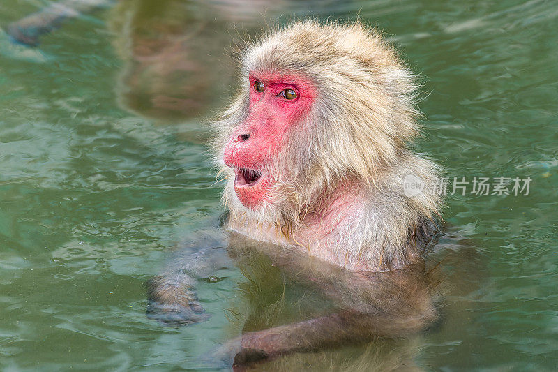 日本猕猴(Macaca fuscata)在北海道北部的火山温泉(温泉)中沐浴